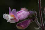 Eustis Lake beardtongue